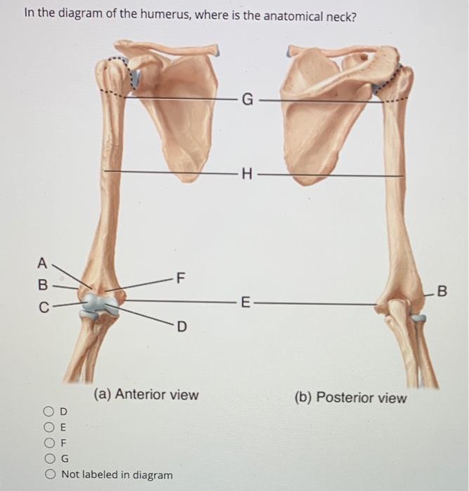 humerus diagram unlabeled