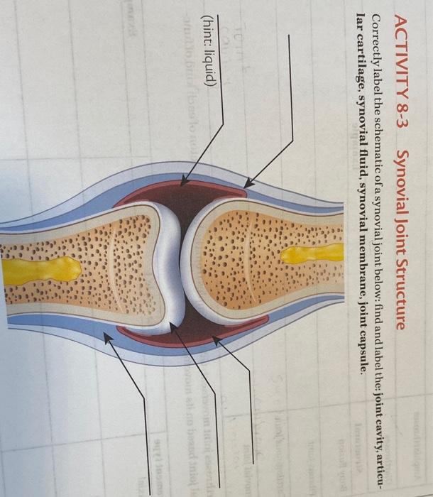 Solved ACTIVITY 83 Synovial Joint Structure Correctly label