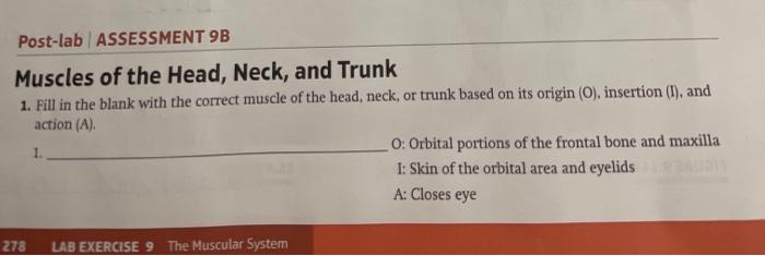 Solved Post-lab ASSESSMENT 9B Muscles Of The Head, Neck, And | Chegg.com