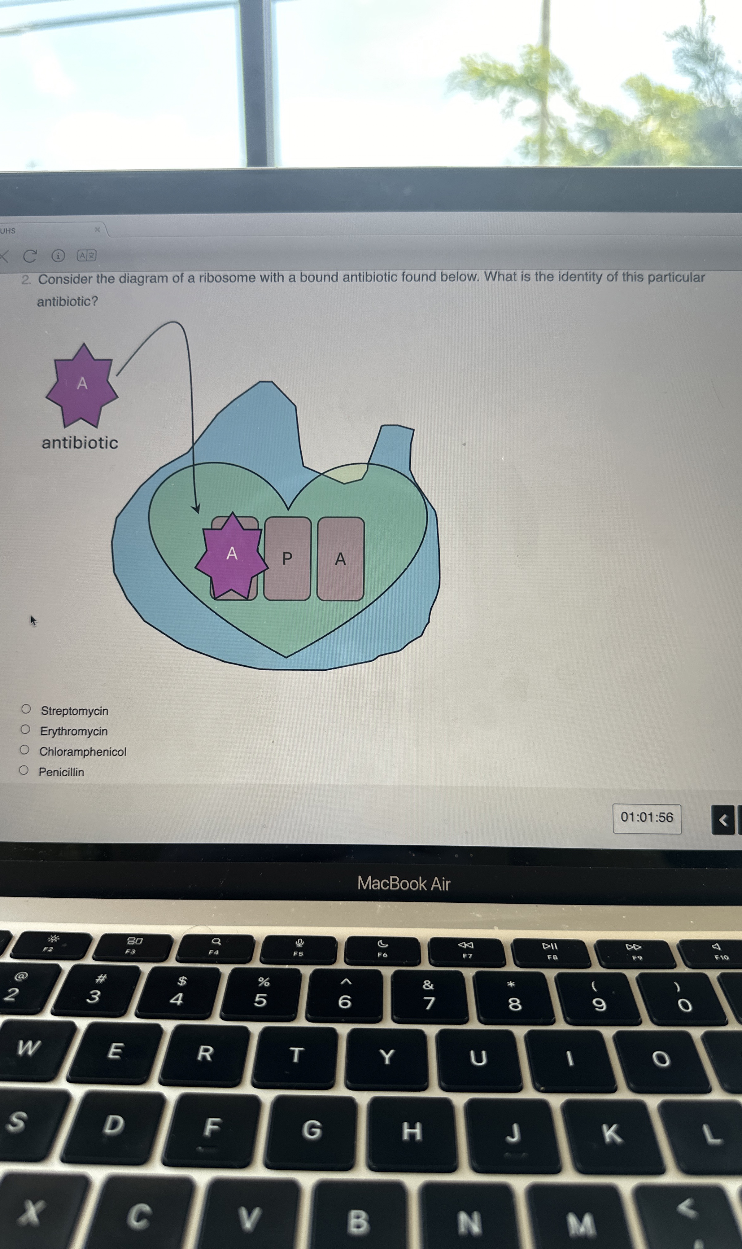 Solved Consider the diagram of a ribosome with a bound | Chegg.com