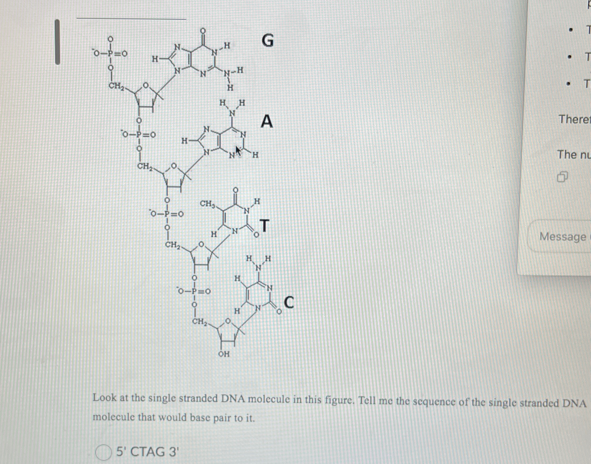Solved MessageLook at the single stranded DNA molecule in | Chegg.com