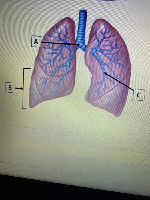 Solved 5. Identify the structure labeled A. 6. Identify the
