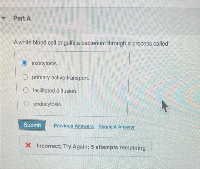 Solved Part A A white blood cell engulfs a bacterium through