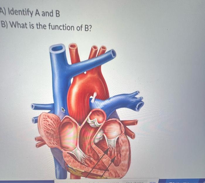 Solved A) Identify A And B B) What Is The Function Of B? | Chegg.com