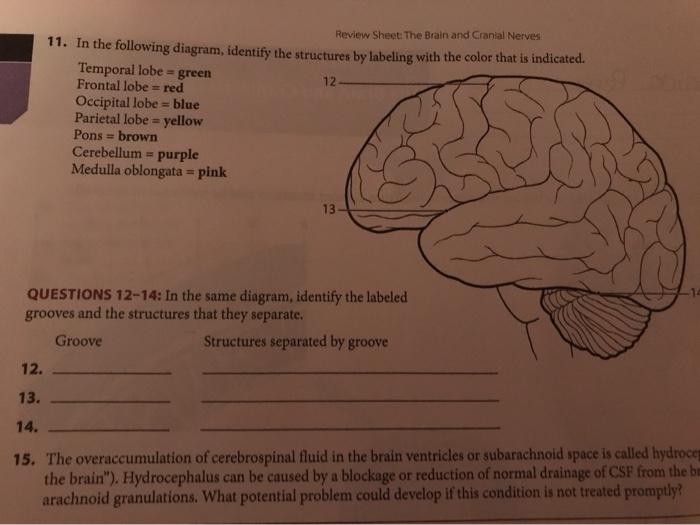 Solved Review Sheet The Brain and Cranial Nerves 11. In the | Chegg.com