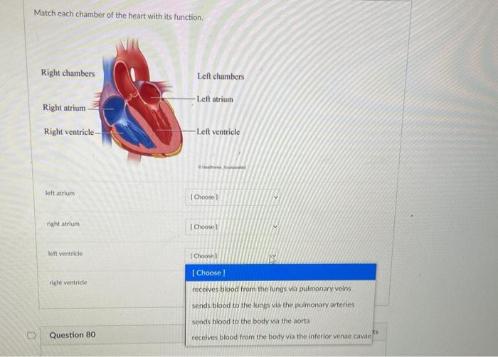 Solved Match each chamber of the heart with its function, | Chegg.com