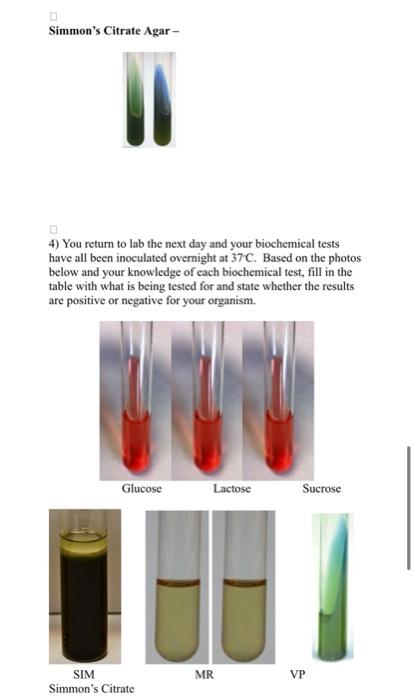 Laboratory Exercise 13: Bacterial Isolation and | Chegg.com