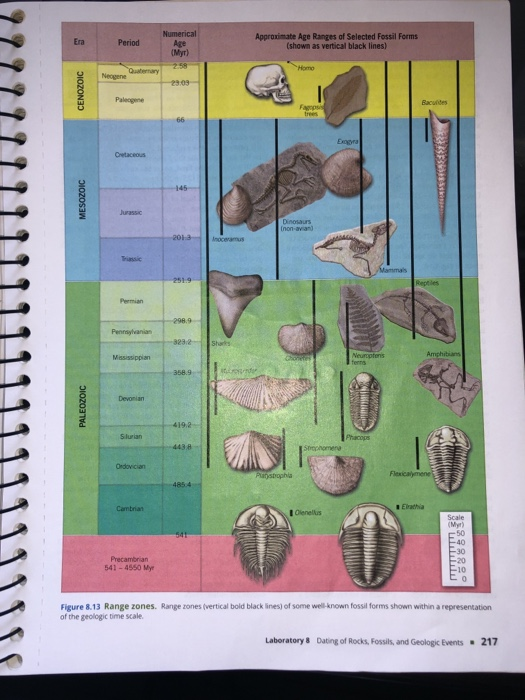 Solved Using Fossils to Date Rocks and Events Activity 8.3 | Chegg.com