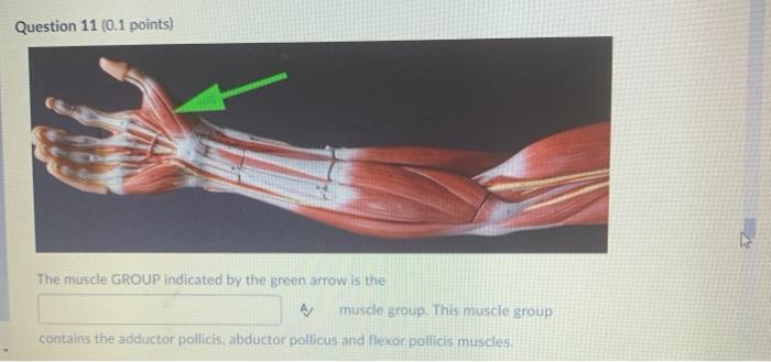 Question 11 (0.1 points) The muscle GROUP indicated by the green arrow is the A/ muscle group. This muscle group contains the