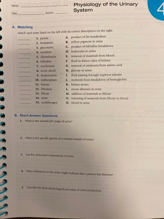 Solved Name Physiology of the Urinary System Date Section - | Chegg.com