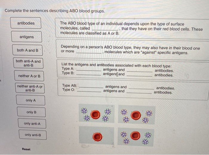 Solved Complete the sentences describing ABO blood groups.