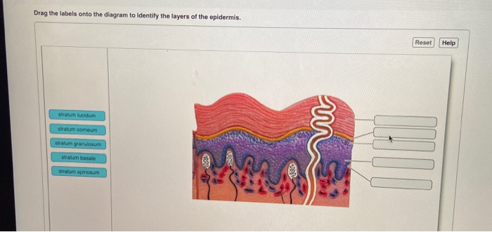 Solved Drag The Labels Onto The Diagram To Identify The 