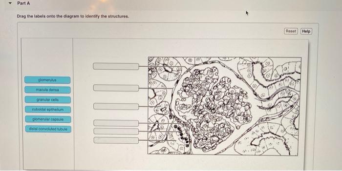 Part A Drag the labels onto the diagram to identify | Chegg.com