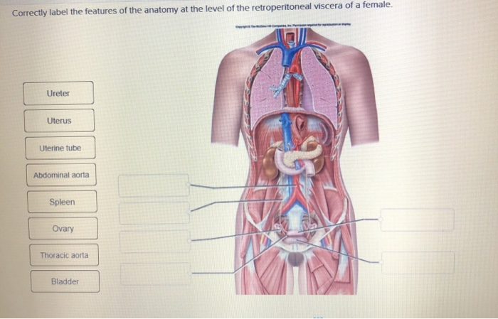 Male reproductive system crossword puzzle activity 14 answers picture
