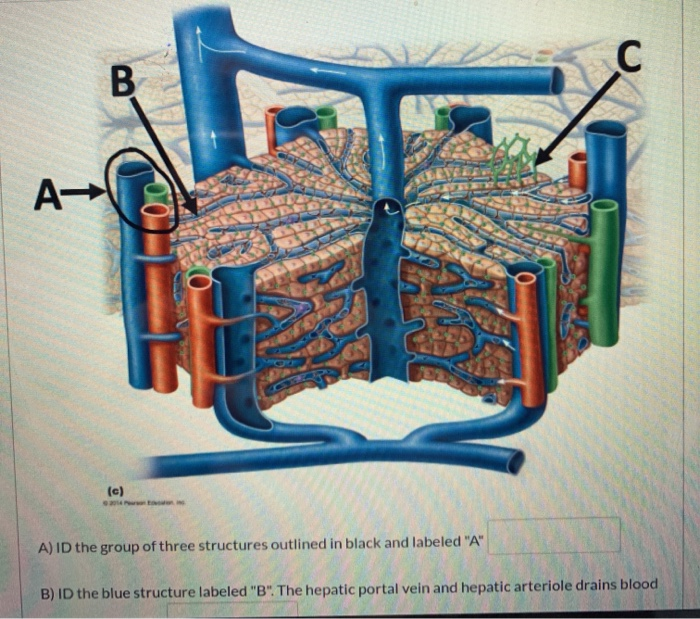 A 06 A Id The Group Of Three Structures Outlined In Chegg Com