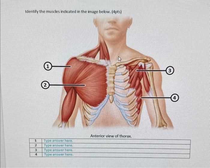 Solved Identify The Muscles Indicated In The Image Below Chegg Com