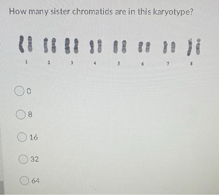 Solved How Many Sister Chromatids Are In This Karyotype? 5 