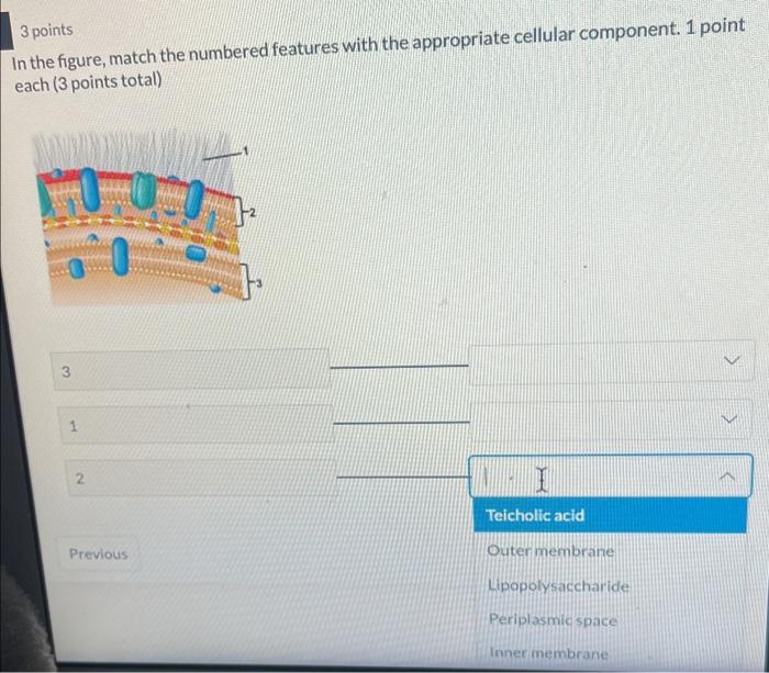 Solved 3 points In the figure, match the numbered features | Chegg.com