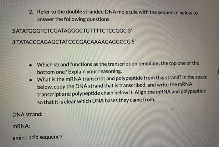 Solved 2. Refer to the double stranded DNA molecule with the | Chegg.com