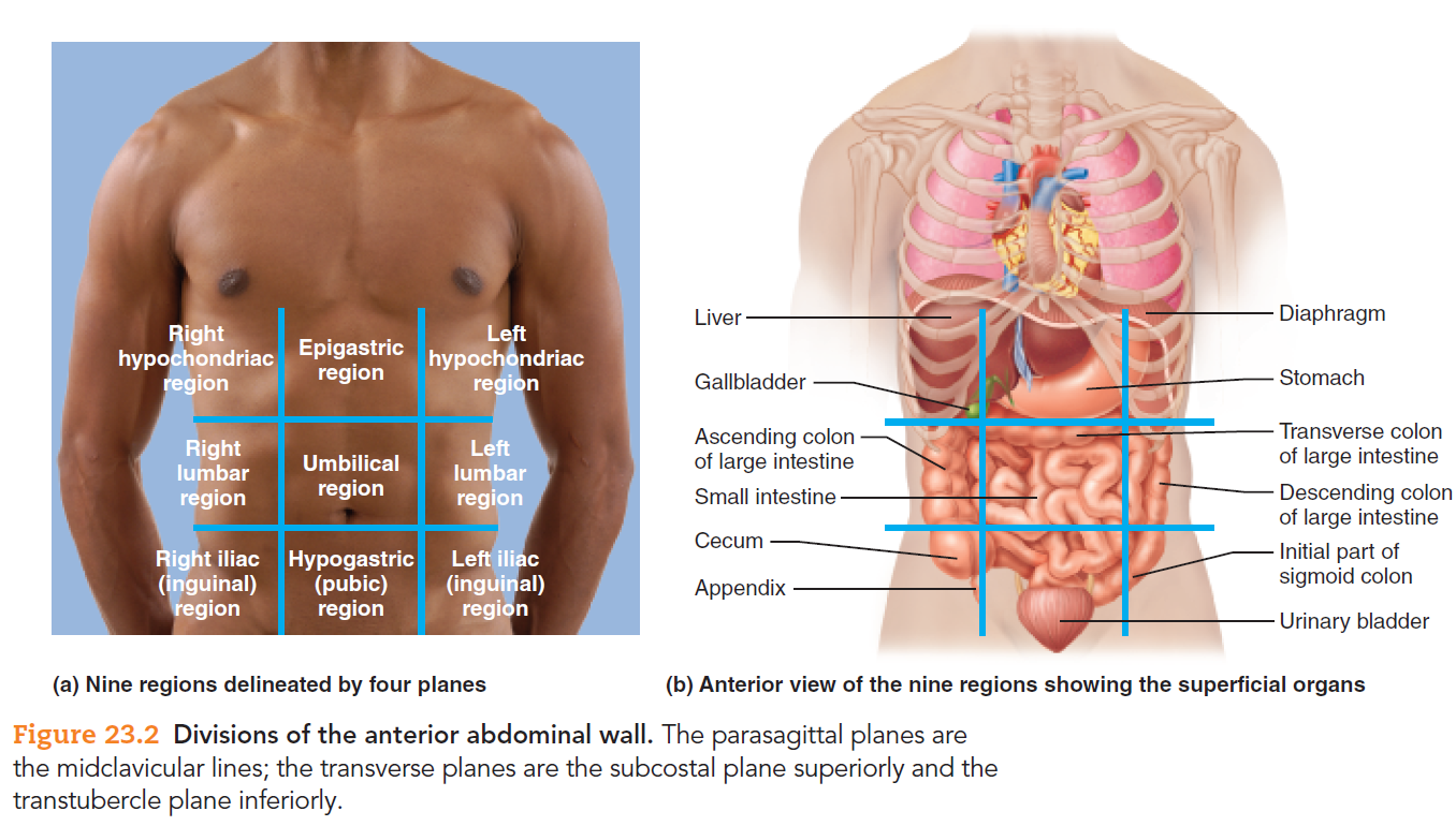 Печень 10 9 9. Abdomen Regions. Abdominal Pain изображение. Расположение печени у человека относительно ребер. Расположение желудка у человека относительно ребер.