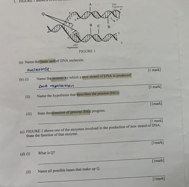 Solved (a) Name the basic unit of DNA molecule. nucleotide. | Chegg.com