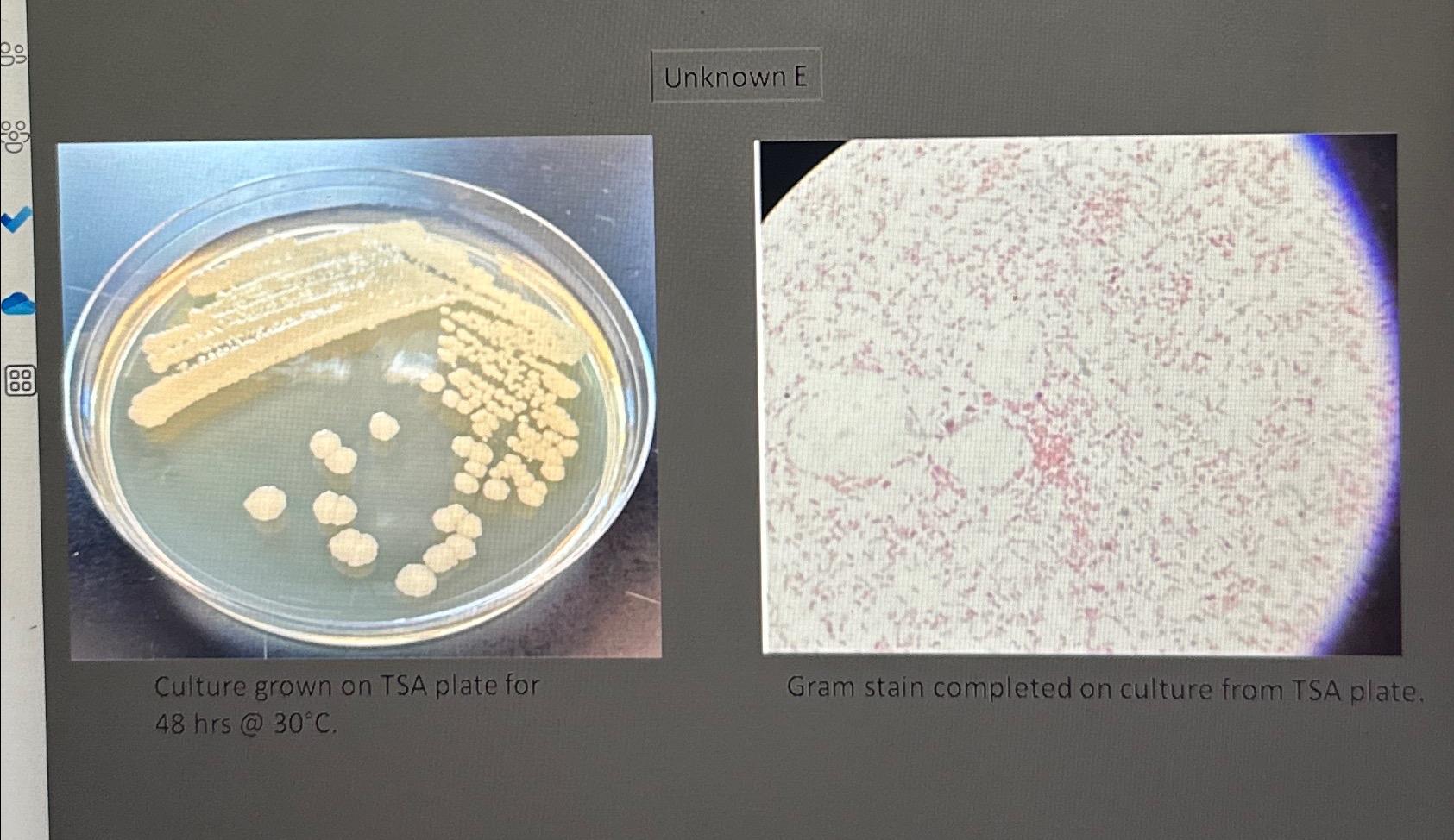 Solved Determine shape, Gram stain and arrangement of your | Chegg.com
