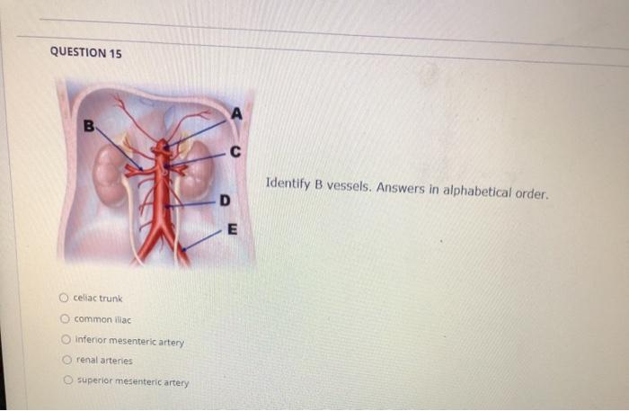 Solved QUESTION 15 A В. с Identify B Vessels. Answers In | Chegg.com