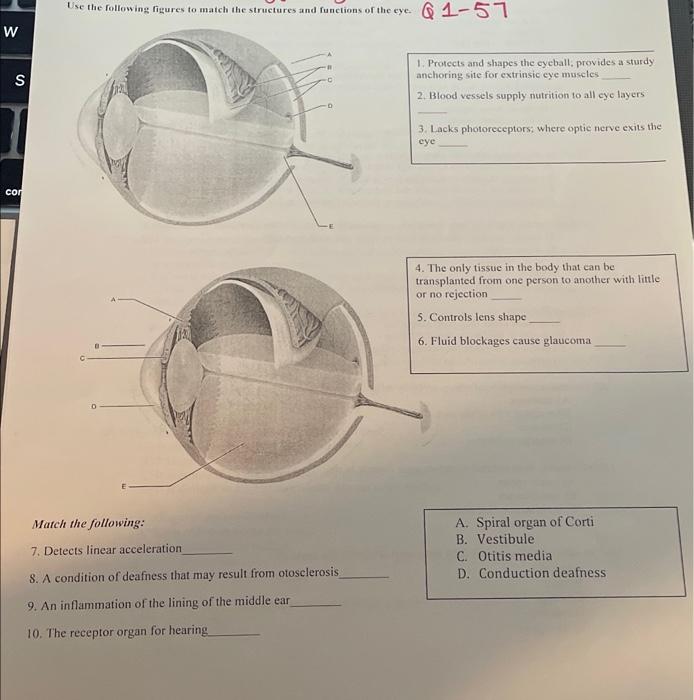 Use the following figures to match the structures and
