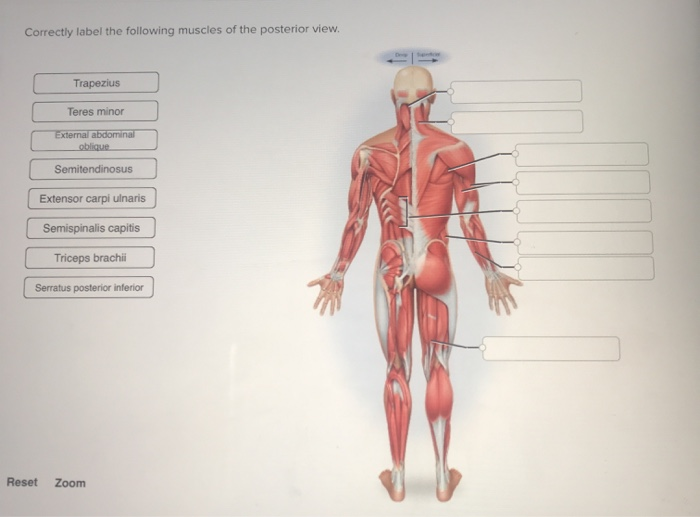 34 Correctly Label The Following Muscles Of The Anterior View Labels For Your Ideas