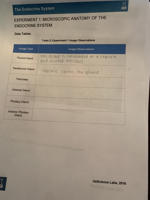 experiment 1 microscopic anatomy of the endocrine system
