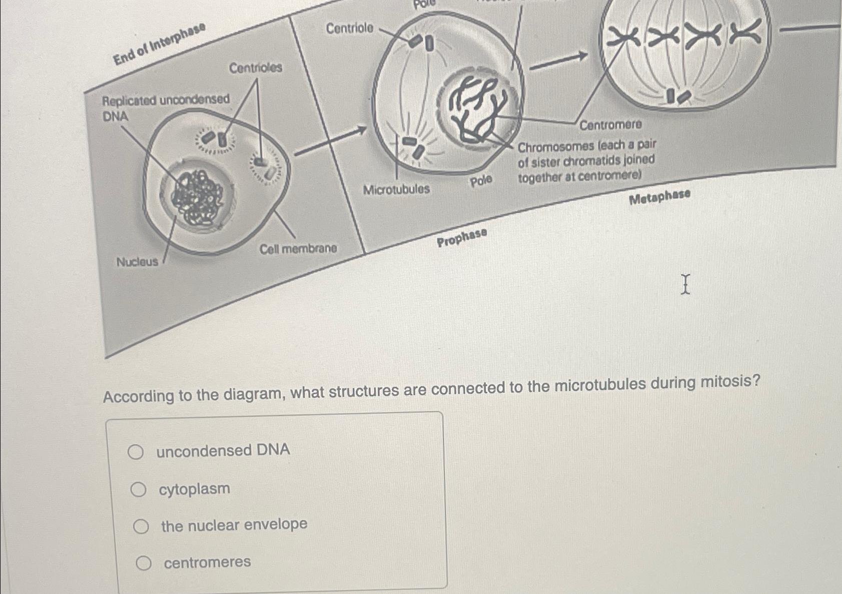 Solved According to the diagram, what structures are Biology Diagrams