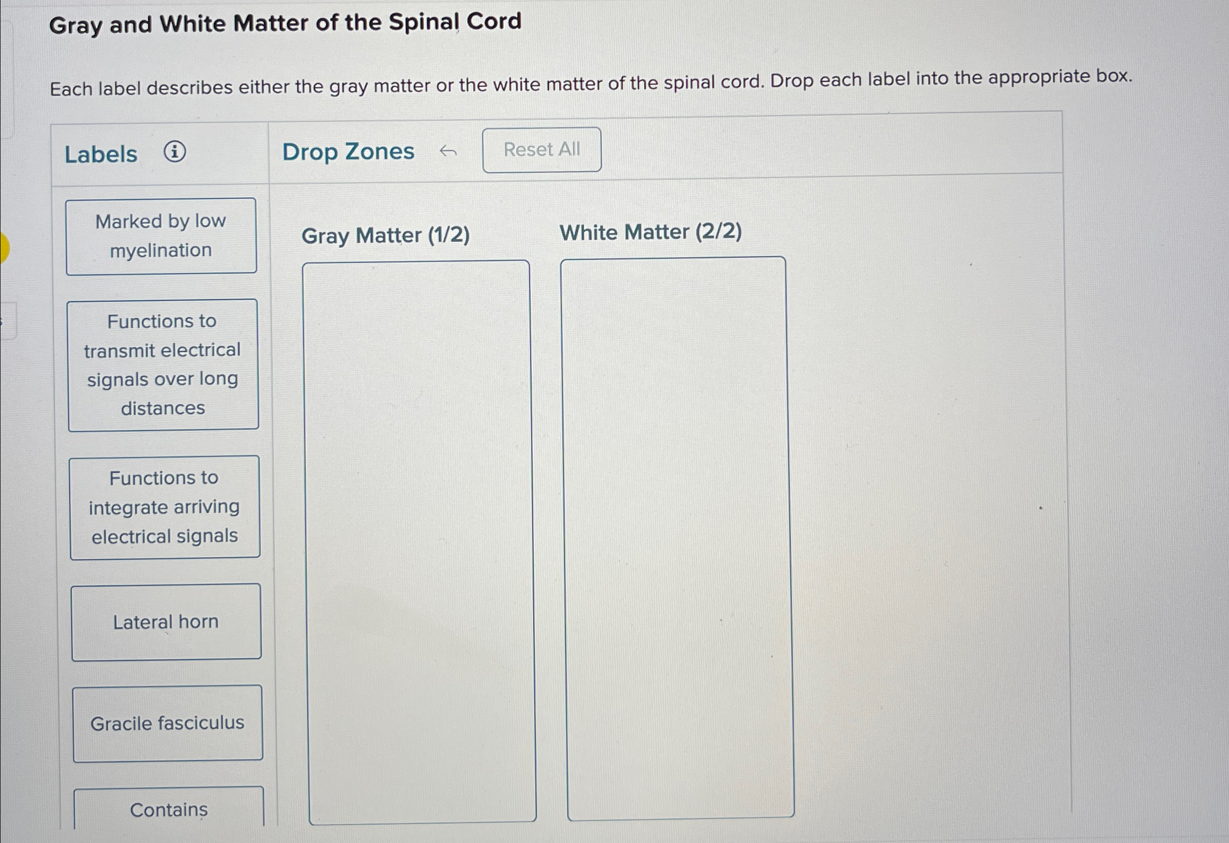 Solved Gray and White Matter of the Spinal CordEach label | Chegg.com