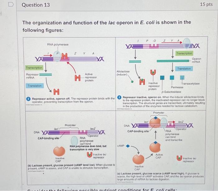 Solved The orqanization and function of the lac operon in E. | Chegg.com