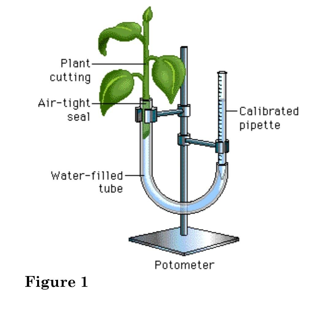 Solved Plant cutting Air-tight seal -Calibrated pipette | Chegg.com