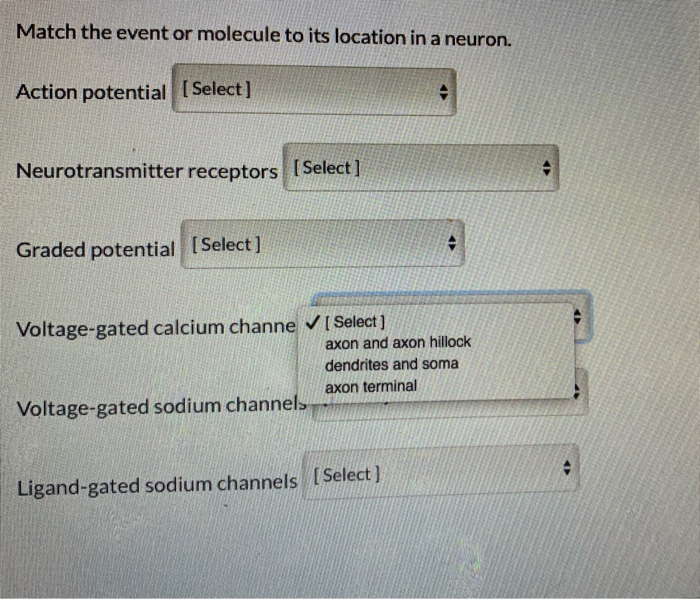 Solved Please Match The Event Or Molecule To Its Location In Chegg Com