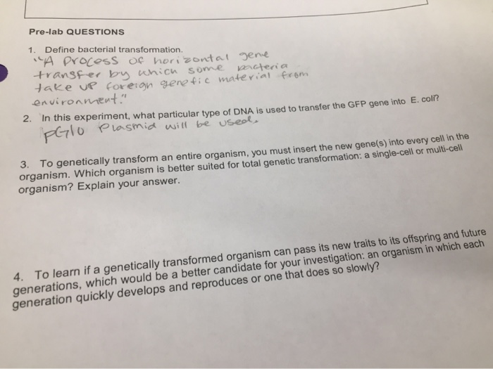 Solved Pre Lab Questions 1 Define Bacterial Transformati Chegg Com