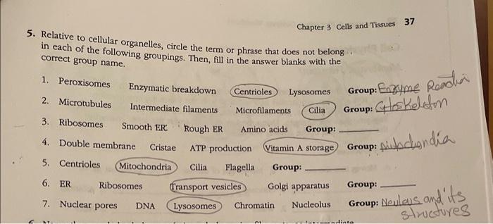 5. Relative to cellular organelles, circle the term or phrase that does not belong in each of the following groupings. Then,