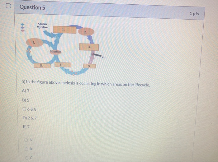 Solved: Question 4 1 Pts 4) In Most Fungi, Karyogamy Does | Chegg.com