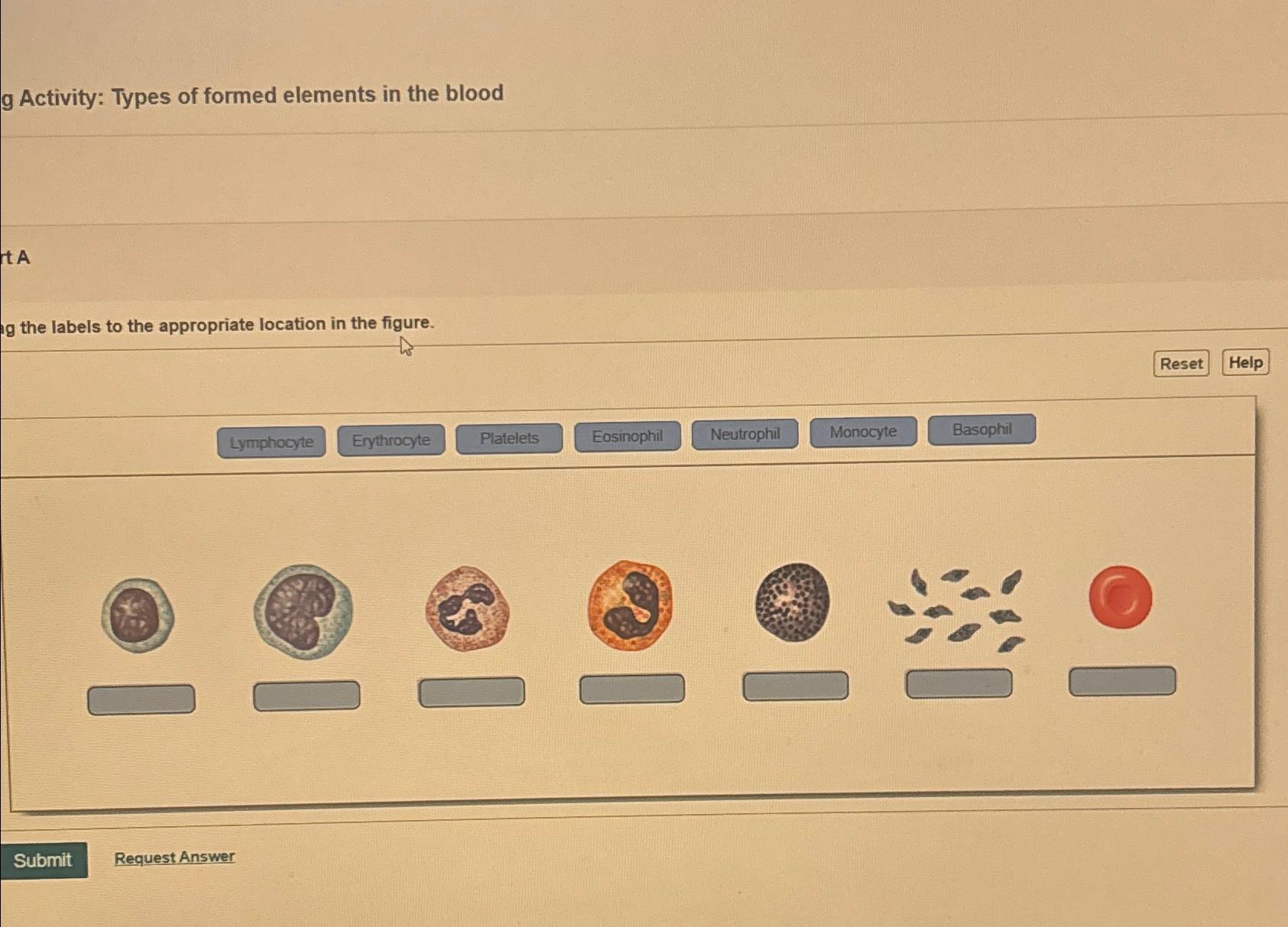 Solved g Activity: Types of formed elements in the bloodt | Chegg.com