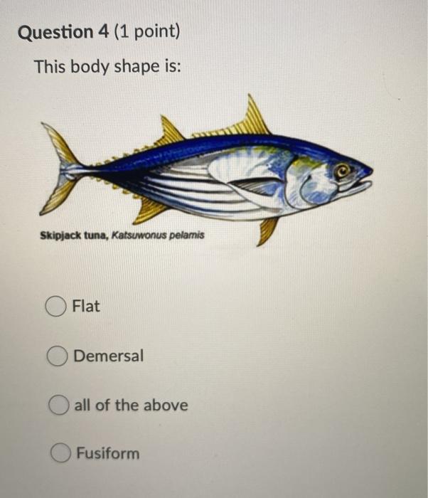 Solved Question 4 (1 point) This body shape is: Skipjack | Chegg.com