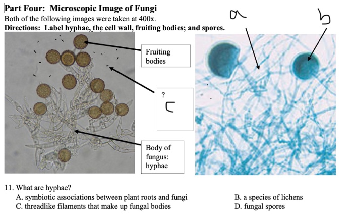 fungal spores diagram