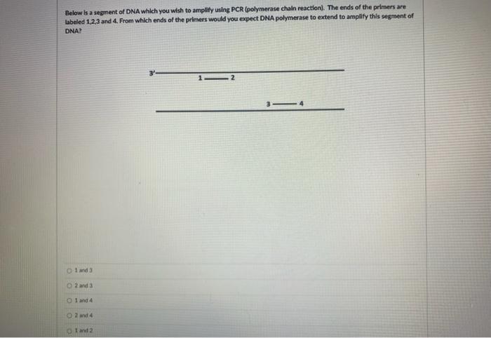 Solved Below is a segment of DNA which you wish to amplify | Chegg.com