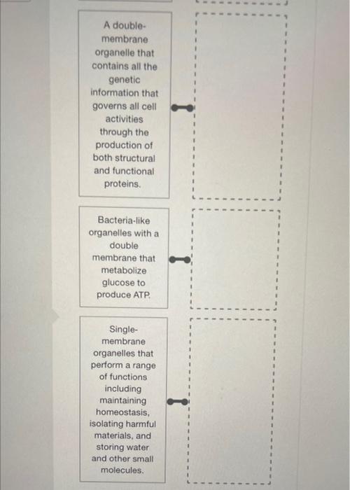 Solved Match the name of each eukaryotic cell structure with