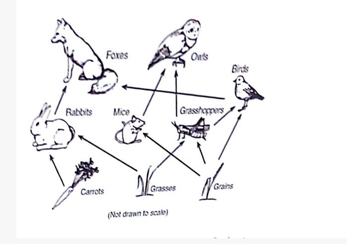 Solved Foxes Outs Ers Rabbits | Grasshomas Carrots Grasses | Chegg.com