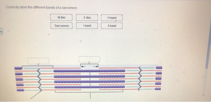 Solved Correctly label the different bands of a sarcomere. M | Chegg.com