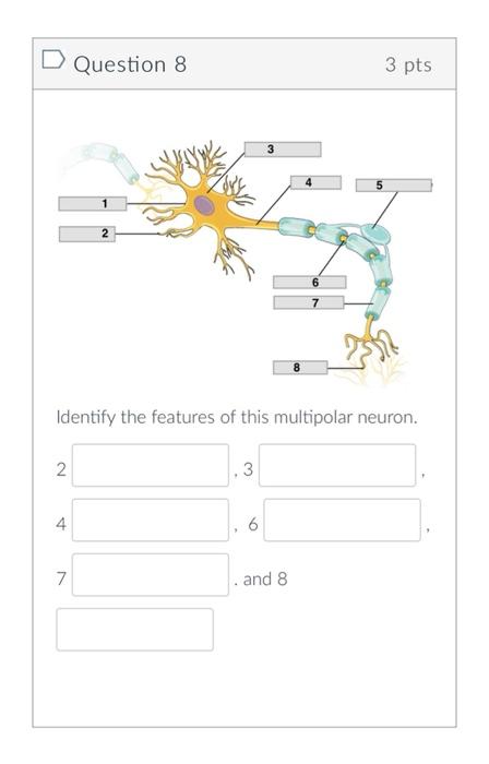 Solved Identify the features of this multipolar neuron. | Chegg.com