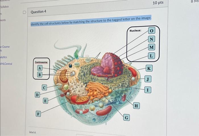 Solved Identify the cell structures below by matching the | Chegg.com
