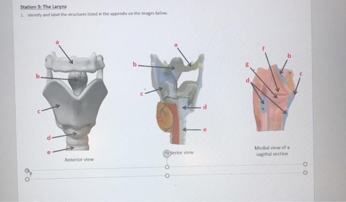 Solved Station 3: The Larynx 1. Identify and label the | Chegg.com