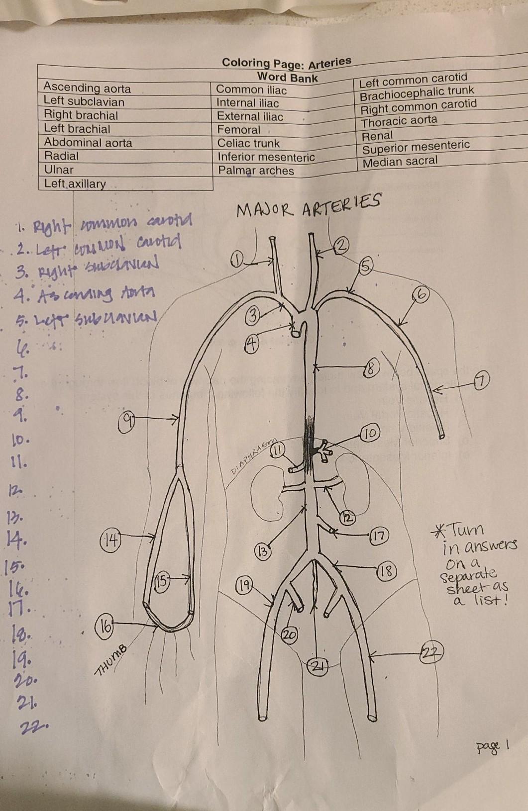 Question: Ascending Aorta Left Subclavian Right Brachial Left Brachial ...