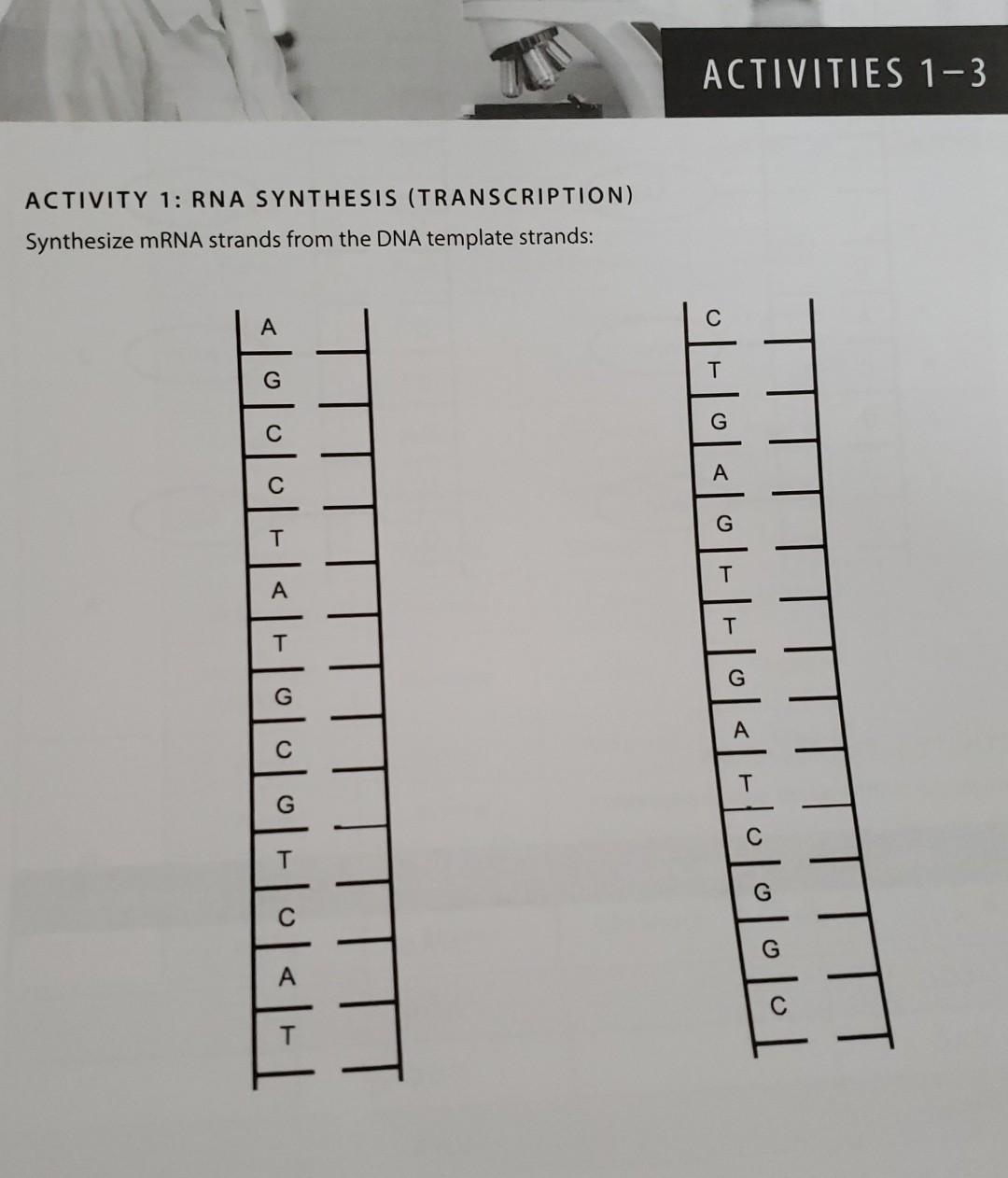 Solved ACTIVITIES 1-3 ACTIVITY 1: RNA SYNTHESIS | Chegg.com
